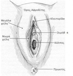 gennhtika organa gynaika