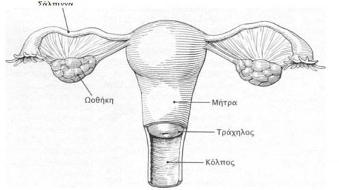 gynaika anaparagogiko systhma