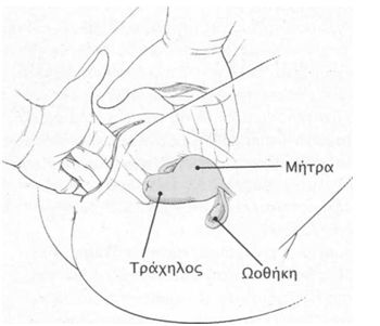 gynaikologikh exetash