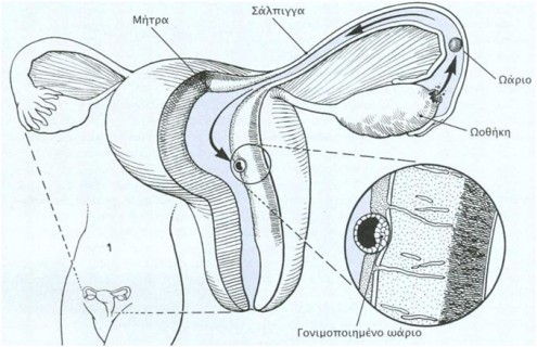 oario gonimopoihsh