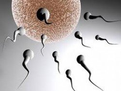 sperma gonimothta 4