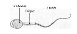 spermatozoario