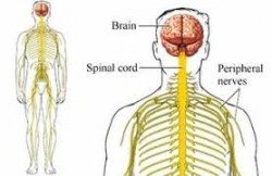 Guillain-Barre syndrome