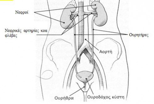 nefra 4 4
