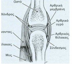 arthrosh gonatos