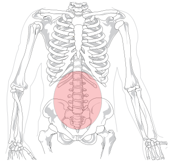 osfyalgia mesh 4