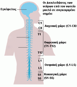 notiaios myelos 444