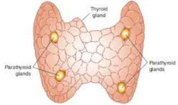 parathyreoeidhs adenas 4