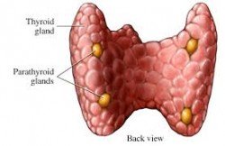 parathyreoeidhs back adenas 4