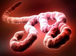 ebola 4 ebola