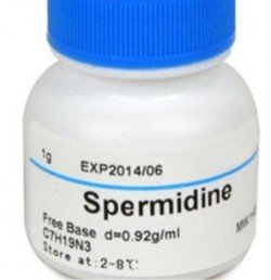 spermidinh ousia 4