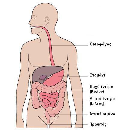 Digestive_syst5em_400x435