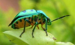 A850riridon xroma9CFA13EF4698