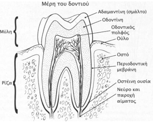 donti55