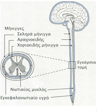 mhnigitida5