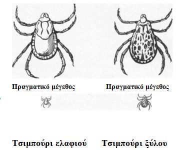 stsimpouria555