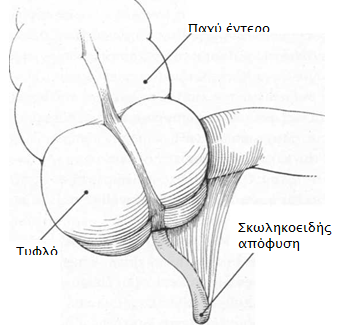 skolhkoeiditida 5