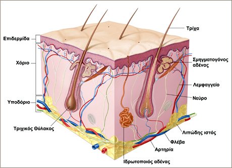 dermatologia-n555ew