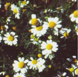 xamomili51