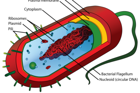 Mycoplasma-genitalium5