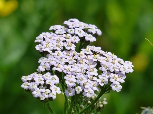 axillea 5