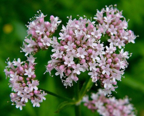 valeriana_officinalis55