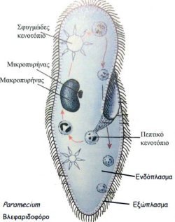 protozoo 1