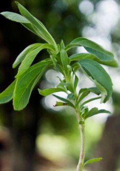 stevia 6 6