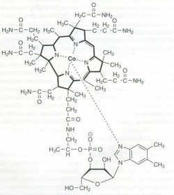 domh bitaminh b12