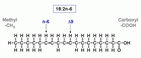 linoleic