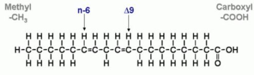 linoleiko oxy