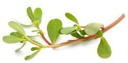 single-purslane6