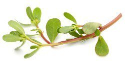 single-purslane6