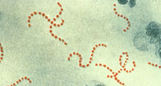 streptokokkos 6 6
