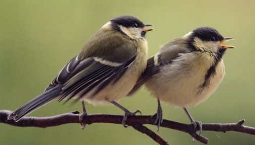 Parus major