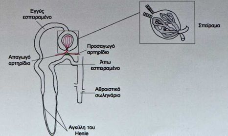 nefronas5