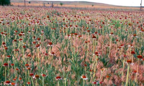 echinacea-angustifolia-1