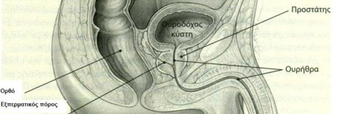 prostatis